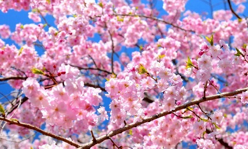 桜の開花予報　2017　愛知・名古屋